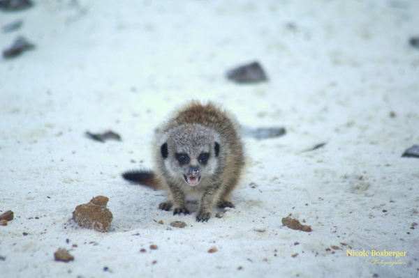 suricate de l'isle sauvage